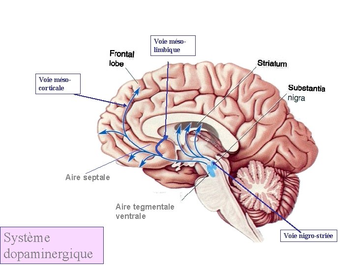 Voie mésolimbique Voie mésocorticale Aire septale Aire tegmentale ventrale Système dopaminergique Voie nigro-striée 