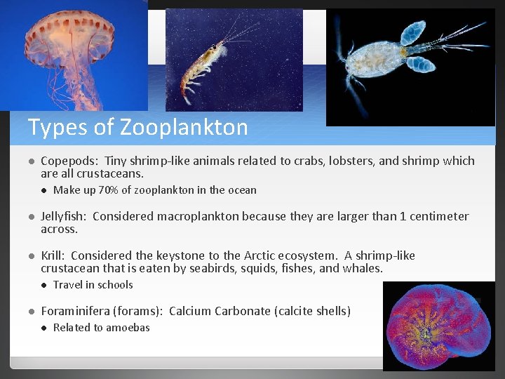 Types of Zooplankton l Copepods: Tiny shrimp-like animals related to crabs, lobsters, and shrimp