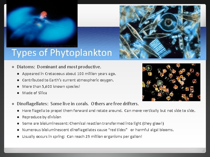 Types of Phytoplankton l Diatoms: Dominant and most productive. l l l Appeared in