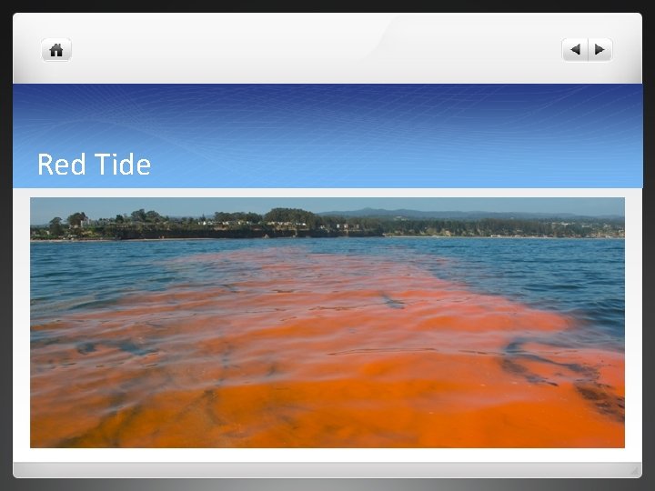 Red Tide 