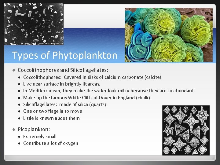 Types of Phytoplankton l Coccolithophores and Silicoflagellates: l l l l Coccolithophores: Covered in