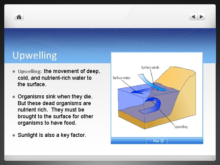 Upwelling l Upwelling: the movement of deep, cold, and nutrient-rich water to the surface.