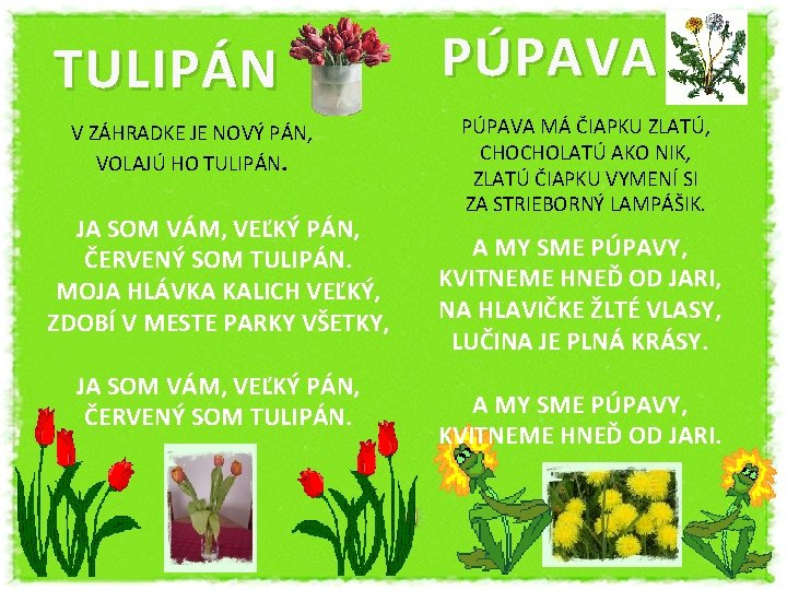 TULIPÁN V ZÁHRADKE JE NOVÝ PÁN, VOLAJÚ HO TULIPÁN. JA SOM VÁM, VEĽKÝ PÁN,