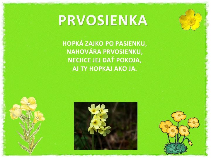 PRVOSIENKA HOPKÁ ZAJKO PO PASIENKU, NAHOVÁRA PRVOSIENKU, NECHCE JEJ DAŤ POKOJA, AJ TY HOPKAJ