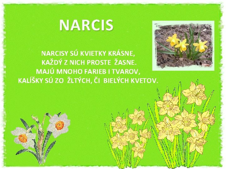 NARCI S NARCISY SÚ KVIETKY KRÁSNE, KAŽDÝ Z NICH PROSTE ŽASNE. MAJÚ MNOHO FARIEB