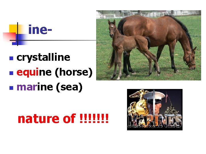 inecrystalline n equine (horse) n marine (sea) n nature of !!!!!!! 