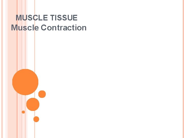 MUSCLE TISSUE Muscle Contraction 