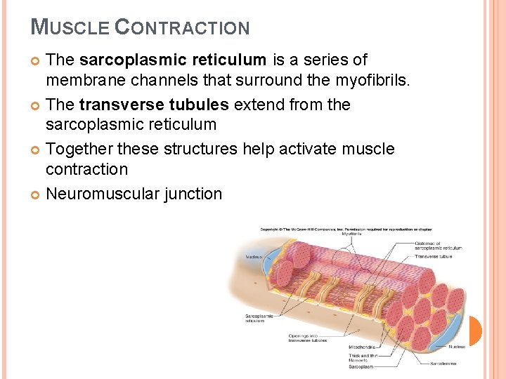MUSCLE CONTRACTION The sarcoplasmic reticulum is a series of membrane channels that surround the