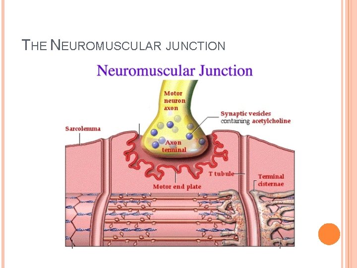 THE NEUROMUSCULAR JUNCTION 