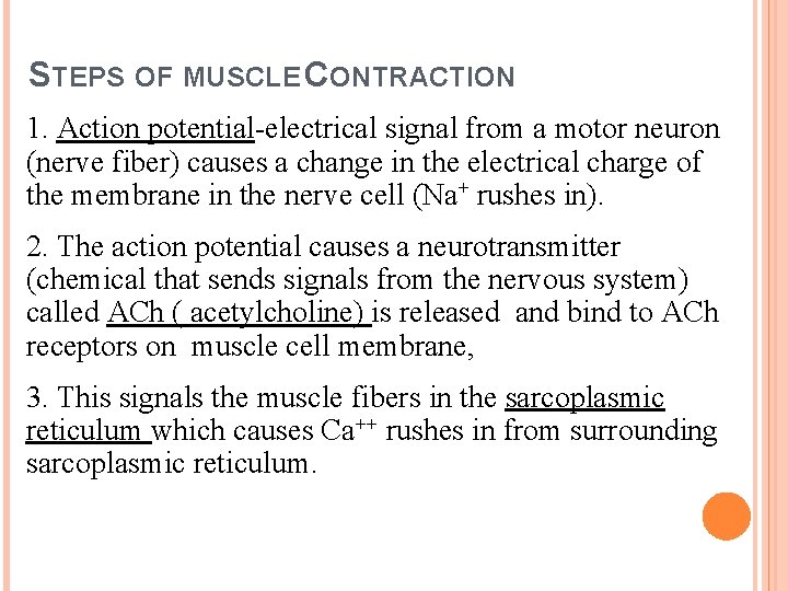 STEPS OF MUSCLE CONTRACTION 1. Action potential-electrical signal from a motor neuron (nerve fiber)