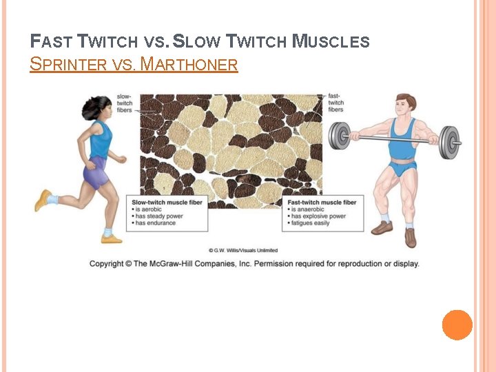 FAST TWITCH VS. SLOW TWITCH MUSCLES SPRINTER VS. MARTHONER 