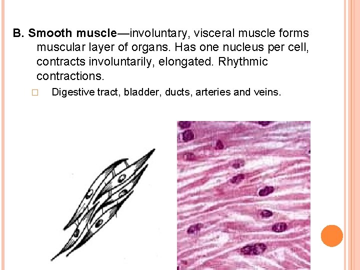 B. Smooth muscle—involuntary, visceral muscle forms muscular layer of organs. Has one nucleus per