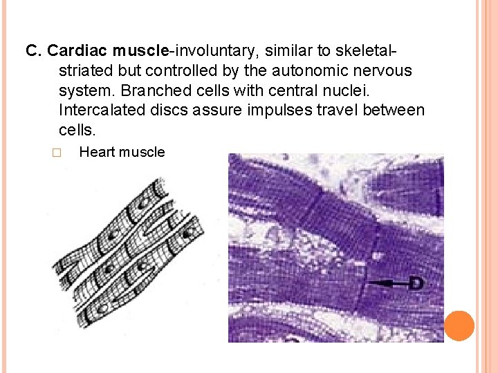 C. Cardiac muscle-involuntary, similar to skeletalstriated but controlled by the autonomic nervous system. Branched