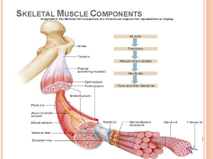 SKELETAL MUSCLE COMPONENTS 