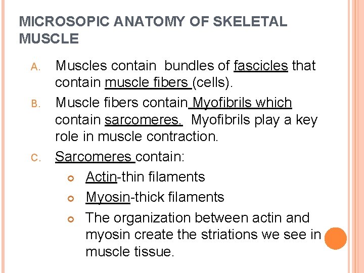 MICROSOPIC ANATOMY OF SKELETAL MUSCLE A. B. C. Muscles contain bundles of fascicles that