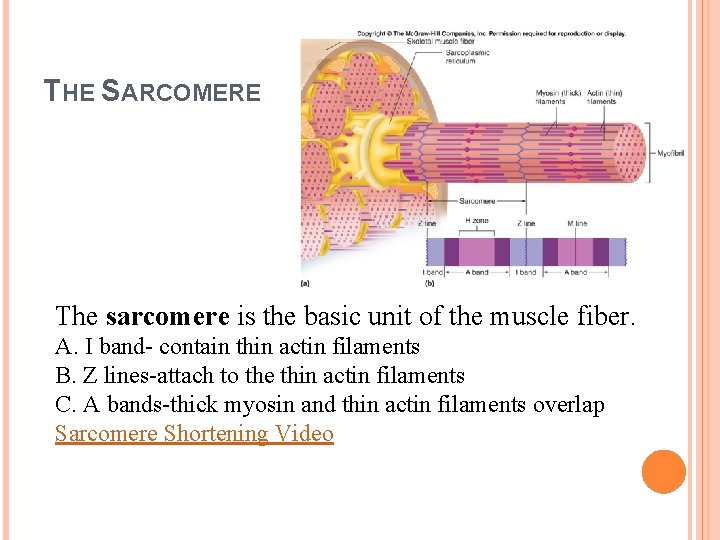 THE SARCOMERE The sarcomere is the basic unit of the muscle fiber. A. I