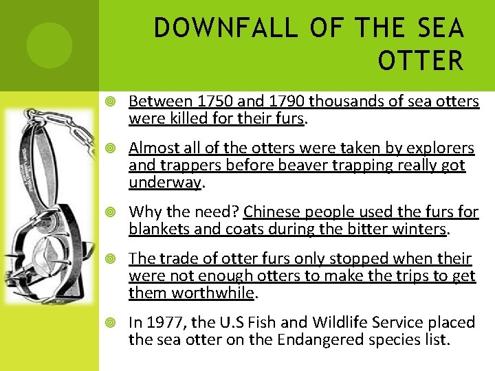 DOWNFALL OF THE SEA OTTER Between 1750 and 1790 thousands of sea otters were