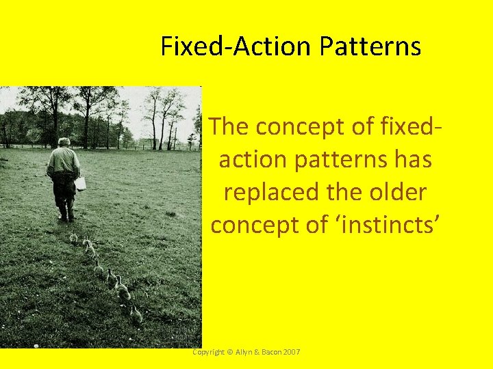 Fixed-Action Patterns • The concept of fixedaction patterns has replaced the older concept of