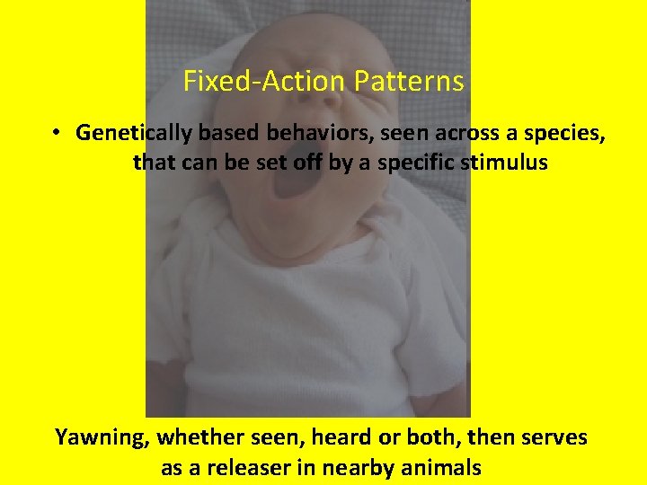 Fixed-Action Patterns • Genetically based behaviors, seen across a species, that can be set