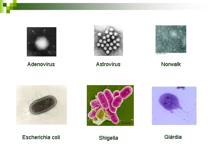 Adenovírus Astrovírus Escherichia coli Shigella Norwalk Giárdia Adenovírus Astrovírus Escherichia coli Shigella Norwalk Giárdia