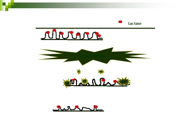 Lactase Lactase