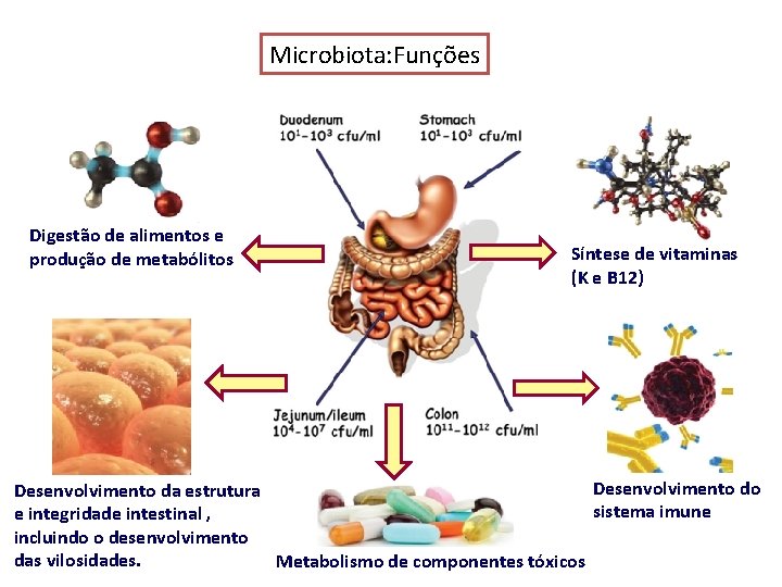 Microbiota: Funções Digestão de alimentos e produção de metabólitos Síntese de vitaminas (K e Microbiota: Funções Digestão de alimentos e produção de metabólitos Síntese de vitaminas (K e