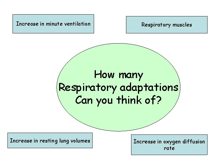 Increase in minute ventilation Respiratory muscles How many Respiratory adaptations Can you think of?