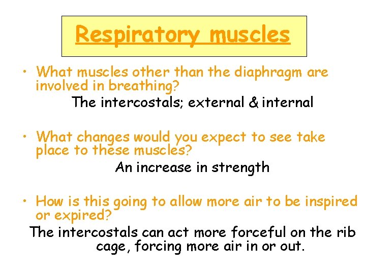 Respiratory muscles • What muscles other than the diaphragm are involved in breathing? The