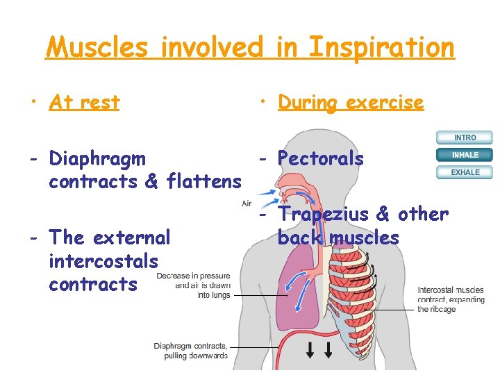 Muscles involved in Inspiration • At rest • During exercise - Diaphragm - Pectorals