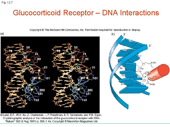 Fig. 12. 7 Glucocorticoid Receptor – DNA Interactions 
