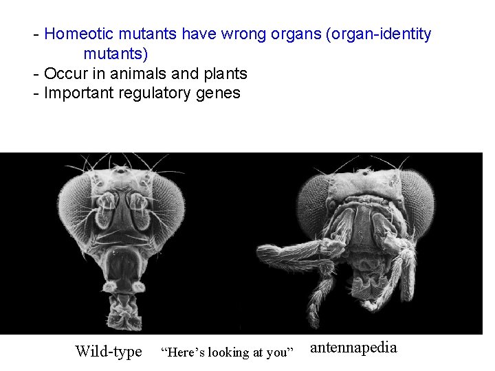 - Homeotic mutants have wrong organs (organ-identity mutants) - Occur in animals and plants