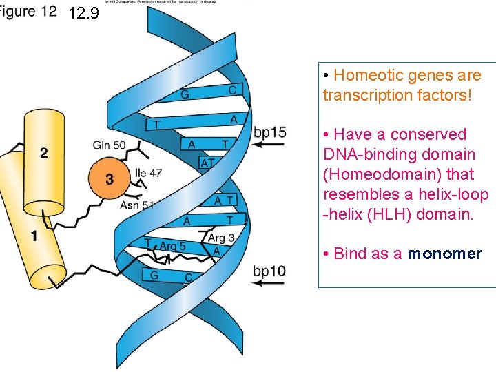 12. 9 • Homeotic genes are transcription factors! • Have a conserved DNA-binding domain