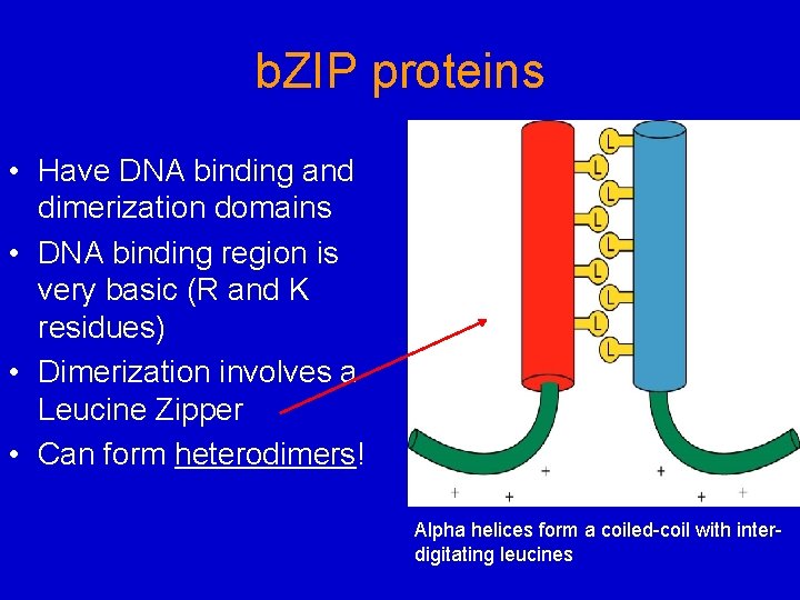 b. ZIP proteins • Have DNA binding and dimerization domains • DNA binding region