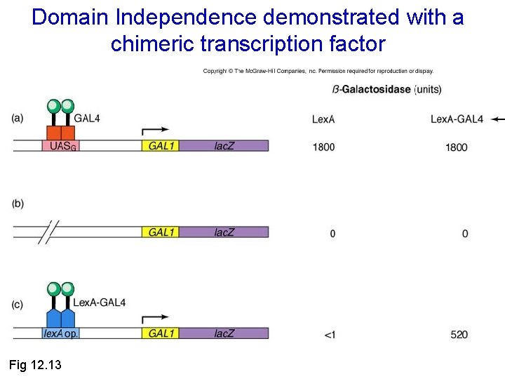 Domain Independence demonstrated with a chimeric transcription factor Fig 12. 13 