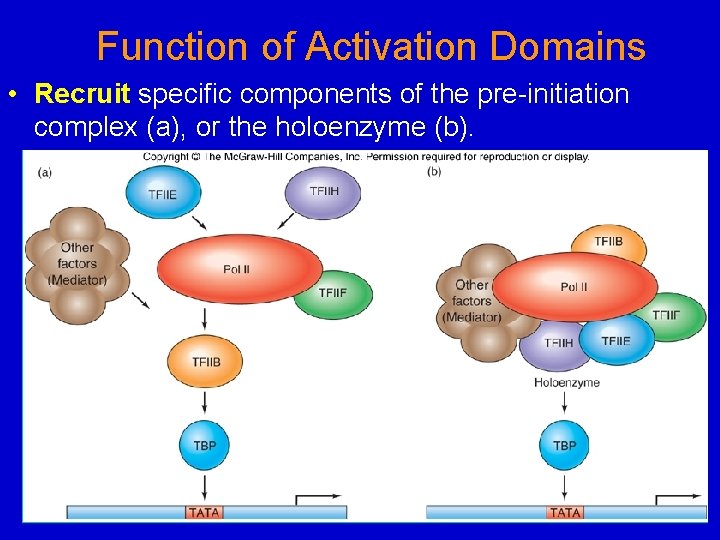 Function of Activation Domains • Recruit specific components of the pre-initiation complex (a), or