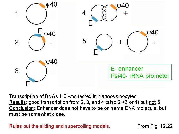 E- enhancer Psi 40 - r. RNA promoter Transcription of DNAs 1 -5 was