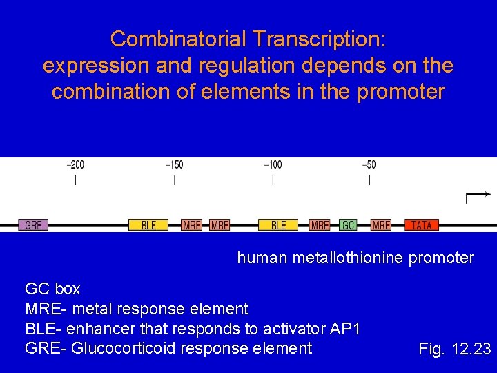 Combinatorial Transcription: expression and regulation depends on the combination of elements in the promoter