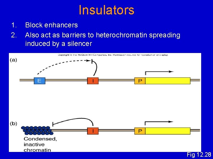 Insulators 1. 2. Block enhancers Also act as barriers to heterochromatin spreading induced by