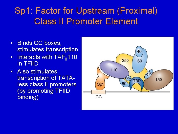 Sp 1: Factor for Upstream (Proximal) Class II Promoter Element • Binds GC boxes,