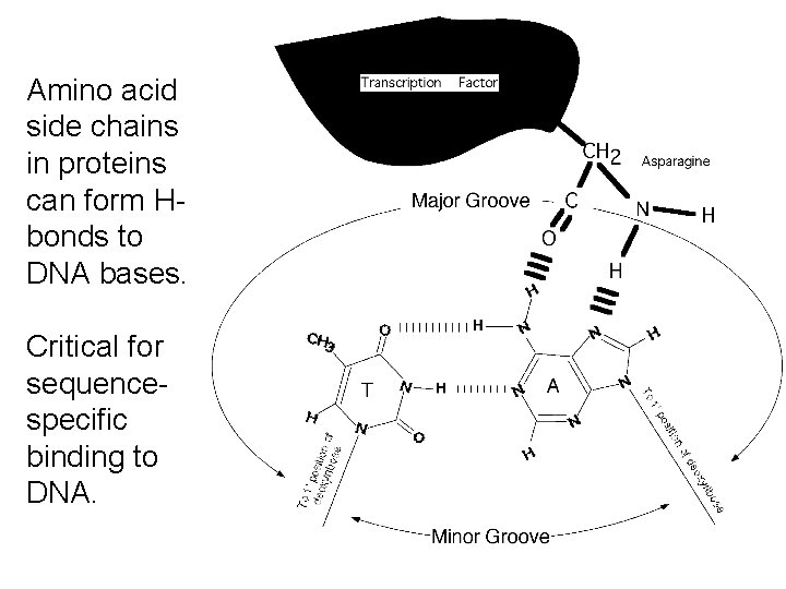 Amino acid side chains in proteins can form Hbonds to DNA bases. Critical for