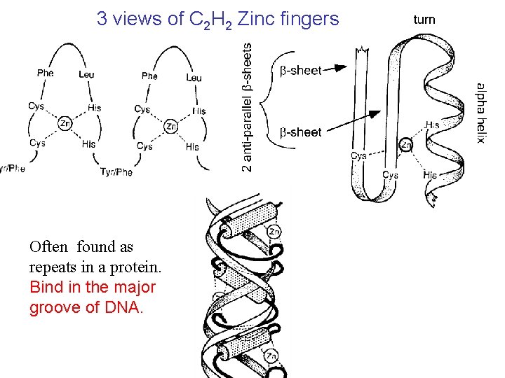 3 views of C 2 H 2 Zinc fingers Often found as repeats in