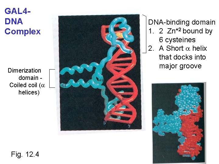 GAL 4 DNA Complex Dimerization domain Coiled coil (a helices) Fig. 12. 4 DNA-binding