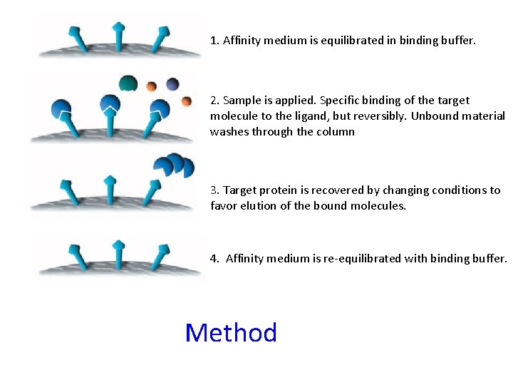 1. Affinity medium is equilibrated in binding buffer. 2. Sample is applied. Specific binding