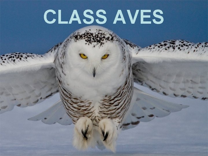 CLASS AVES 