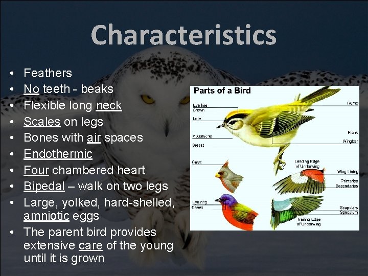 Characteristics • • • Feathers No teeth - beaks Flexible long neck Scales on