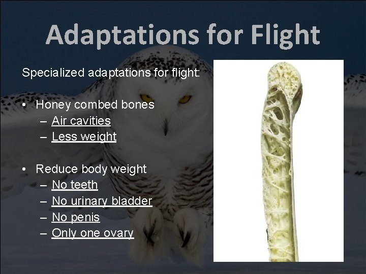 Adaptations for Flight Specialized adaptations for flight: • Honey combed bones – Air cavities