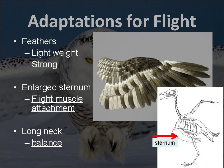 Adaptations for Flight • Feathers – Light weight – Strong • Enlarged sternum –
