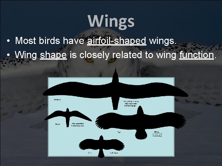 Wings • Most birds have airfoil-shaped wings. • Wing shape is closely related to