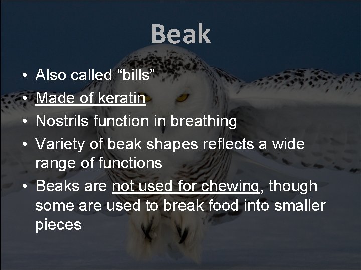 Beak • • Also called “bills” Made of keratin Nostrils function in breathing Variety