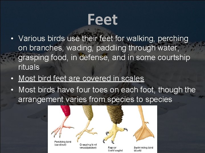 Feet • Various birds use their feet for walking, perching on branches, wading, paddling